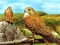 لعبة Birds of Prey Slide على الانترنت