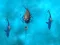 لعبة Avoid the Sharks على الانترنت