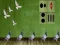 لعبة Pigeon Escape 2 على الانترنت