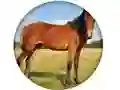 لعبة Animal Quiz على الانترنت