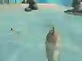 لعبة Shark Simulator Beach Killer على الانترنت