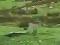 لعبة Pigeons Hunting على الانترنت