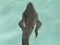 لعبة Crocodile Simulator Beach Hunt على الانترنت