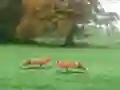 لعبة Hunted Fox على الانترنت