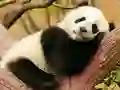 لعبة Animal Differences على الانترنت