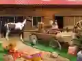 لعبة Horse Ranch على الانترنت