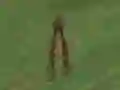 لعبة Dino Hunt على الانترنت