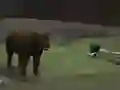 لعبة Bear Den على الانترنت