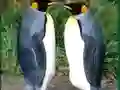لعبة Penguin Puzzle على الانترنت