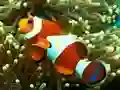 لعبة Underwater Hidden Numbers على الانترنت
