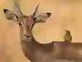 لعبة Wild Deer Jigsaw على الانترنت