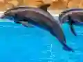 لعبة Sea Dolphin Jigsaw على الانترنت