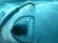 لعبة Hungry Shark على الانترنت