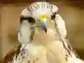 لعبة Gyrfalcon Jigsaw على الانترنت
