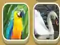 لعبة Match Zoo على الانترنت