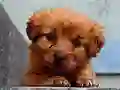 لعبة Puppy Puzzle على الانترنت