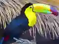 لعبة Toucan Bird Jigsaw على الانترنت