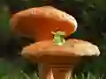 لعبة Mushroom Plant Land Escape على الانترنت