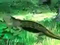 لعبة Lizard Forest Escape على الانترنت