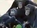 لعبة Funny Chimpanzee Jungle Escape على الانترنت