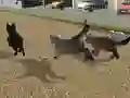 لعبة Run Cat Cat Race على الانترنت