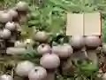 لعبة Lycoperdon Mushroom Land Escape على الانترنت