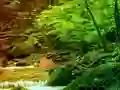 لعبة Peaceful Rainbow Forest Escape على الانترنت