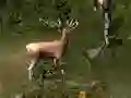 لعبة Sniper Hunting Deadly Animal على الانترنت