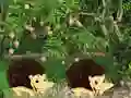 لعبة Escape From Mango Farm على الانترنت
