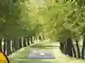 لعبة Pair of Cat Escape على الانترنت