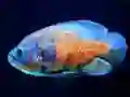 لعبة Tiger Fish Jigsaw على الانترنت
