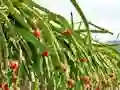 لعبة Dragon Fruit Animal Escape على الانترنت