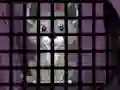 لعبة Trapped Wolf Rescue على الانترنت