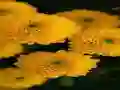 لعبة Chrysanthemums Jigsaw على الانترنت