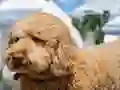 لعبة Labradoodle Jigsaw على الانترنت