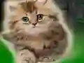 لعبة Couple Kitten Escape على الانترنت
