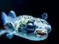 لعبة Puffer Fish Jigsaw على الانترنت