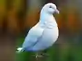 لعبة Realistic Pigeon Rescue على الانترنت