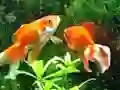 لعبة Blue Fish Escape على الانترنت