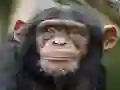 لعبة Chimpanzee Jigsaw على الانترنت