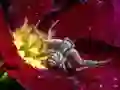 لعبة Crab Spider Jigsaw على الانترنت
