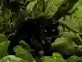 لعبة Escape from Black Panther Forest على الانترنت