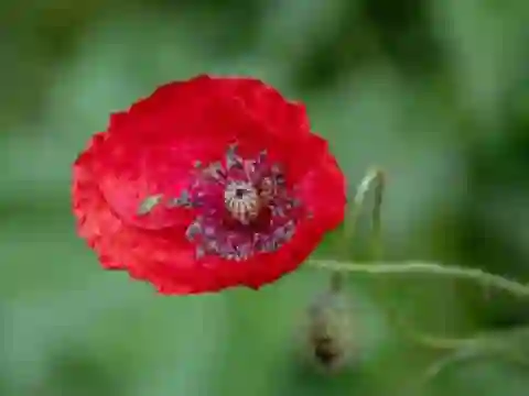 لعبة Poppy Nature Flower Jigsaw على الانترنت