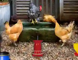 لعبة Poultry Farm Easter Escape على الانترنت