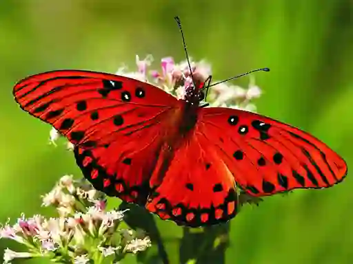 لعبة Nature Jigsaw Puzzle Butterfly على الانترنت