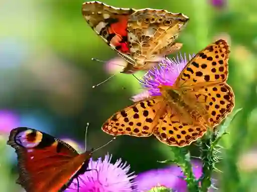 لعبة Butterfly Slide على الانترنت