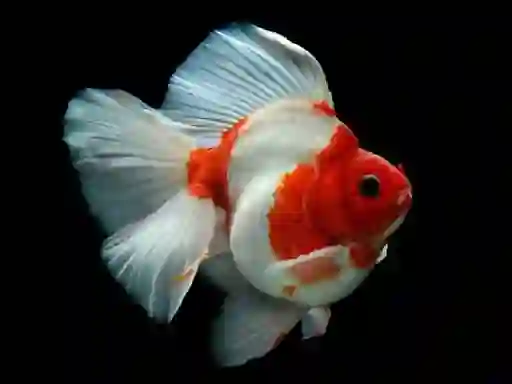 لعبة Gold Fish Jigsaw Puzzle على الانترنت