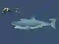 لعبة Mad Shark على الانترنت