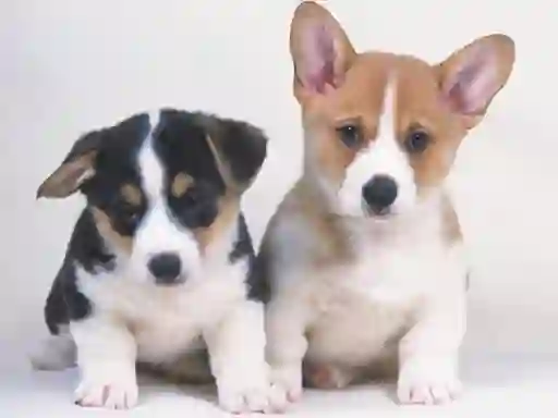 لعبة Cute Puppies Puzzle على الانترنت