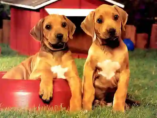 لعبة Puppy Pairs Puzzle على الانترنت